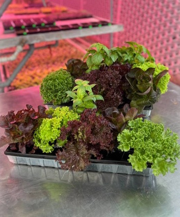 свіжі салати і зелень