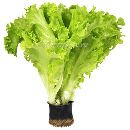 жива зелень